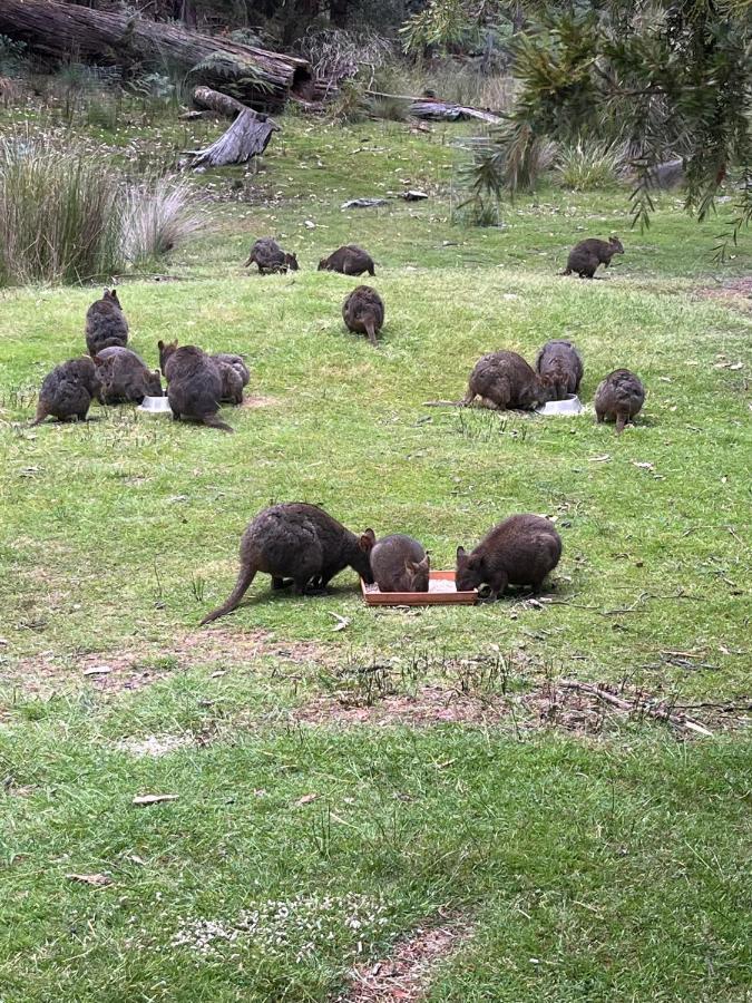 Base Camp Tasmania Hotel Ню Норфолк Екстериор снимка